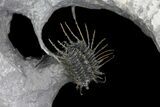 Spine-On-Spine Koneprusia Trilobite - Very Special Prep! #77599-6
